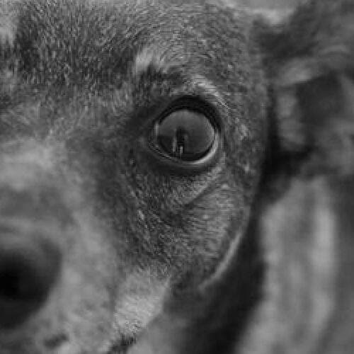 Tuffi - Pro Atelier (6-10), histoires de chiots