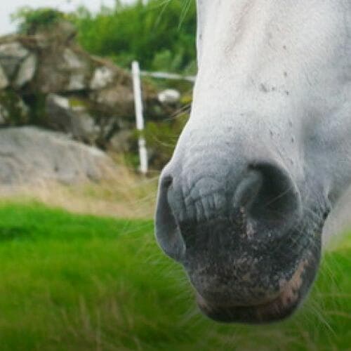 Filmfriend - Tuffi Atelier, Connemara - Comme le pays, ainsi le poney