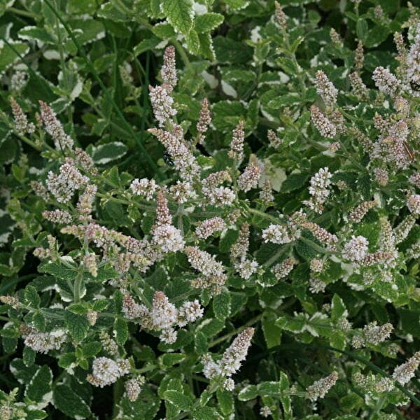 Atelier enfant 5-10 ans : Alchimie de la menthe