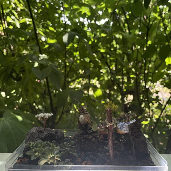 Atelier enfant 3-6 ans : mini-jardin
