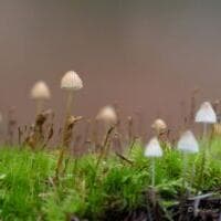 Photography workshop: “Staging Mushrooms”